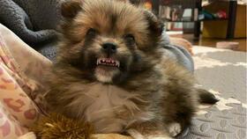 伤害狗的爆料新闻报道